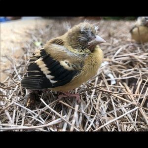 Meet your Posher, Trish